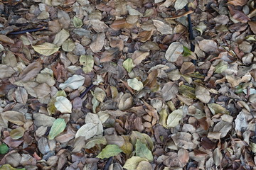 Dry leaf that pile up