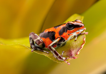 Strawberry poison dart frog from the tropical rain forest Rio Branco in Panama. Oophaga pumilio a dartfrog with bright colors