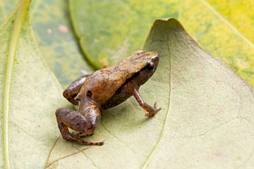 Naklejka premium tiny frog of cloud forests Bolivia