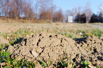 closeup of the molehill