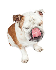 Obraz premium Funny Dog Squinting Eyes Tongue Out