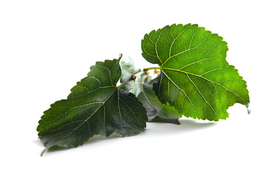 Mulberry leaf over white background