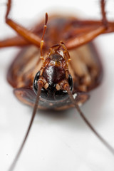 Dead cockroaches white background