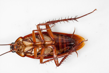 Dead cockroaches white background