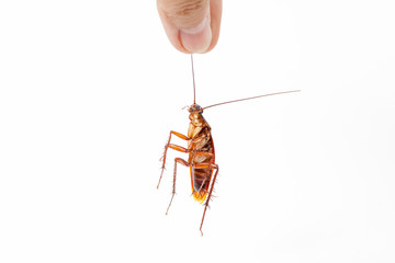 Dead cockroaches white background