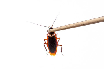 Dead cockroaches white background