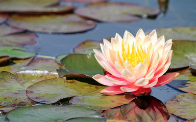 Closeup of a Pale Pink Water Lily