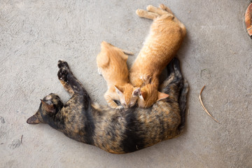 The cat feeds a kitten