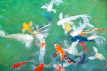 beautiful koi fish swimming in the pond