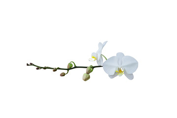 Fototapeta na wymiar Beautiful white orchid flower isolated on white background, with