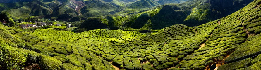Türaufkleber Küche Tee Plantage