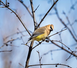 Naklejka premium The Bohemian waxwing is a starling-sized perching bird that breeds in the northern forests of Eurasia and North America. It has mainly buff-grey plumage, black face markings and a pointed crest.