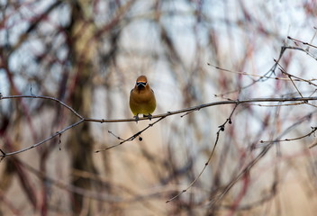 The Bohemian waxwing  is a starling-sized perching bird that breeds in the northern forests of Eurasia and North America. It has mainly buff-grey plumage, black face markings and a pointed crest.