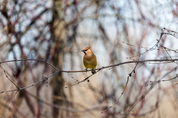 The Bohemian waxwing  is a starling-sized perching bird that breeds in the northern forests of Eurasia and North America. It has mainly buff-grey plumage, black face markings and a pointed crest.