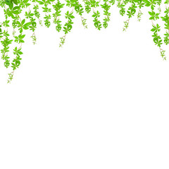 green leaves   on white background,with clipping path.