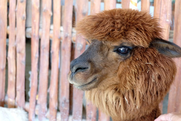 Obraz premium brown hair alpaca