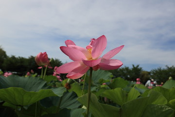 lotus flower