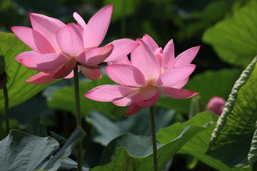 Fototapeta premium lotus flower