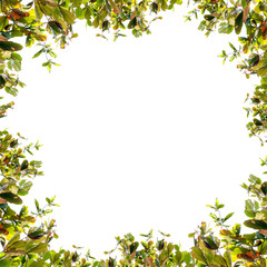 Fototapeta na wymiar Green leaves frame isolated on white background .
