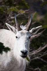 Mountain goat with pine spring in the mouth
