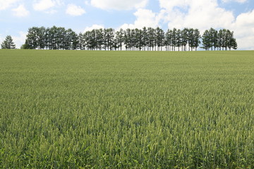 Obraz premium japanese view in hokkaido