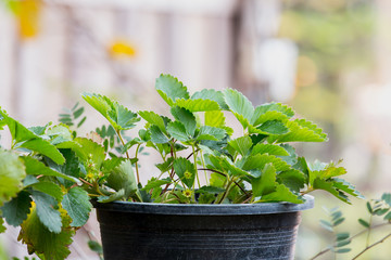 strawberry plant in a potted