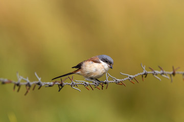 Juvenile Grey-backed shrike alight on barbed wire