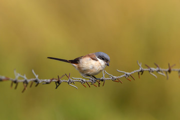 Juvenile Grey-backed shrike alight on barbed wire
