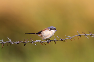 Obraz premium Juvenile Grey-backed shrike alight on barbed wire