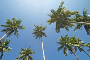 pile of coconut tree