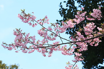 japanese cherry blossoms