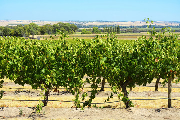Fototapeta na wymiar Rows of Grape Vines