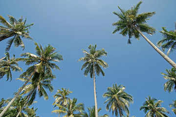 Obraz na płótnie Canvas pile of coconut tree