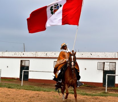 Caballo de paso - Trujillo Per&uacute;