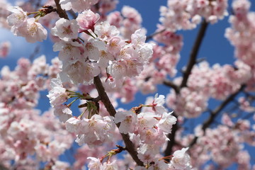 japanese apricot