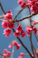japanese apricot