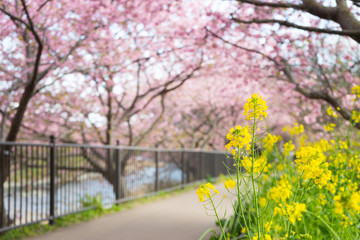 Rape and Kawazu cherry blossoms