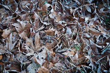 Frosted leaves and pine needles on the grass