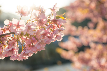 Kawazu cherry blossoms