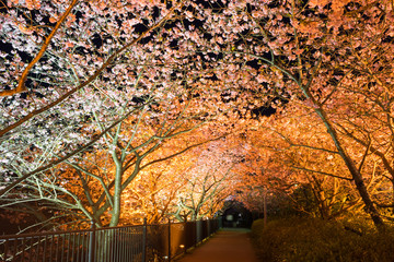 Fototapeta premium Illuminated Kawazu cherry blossoms