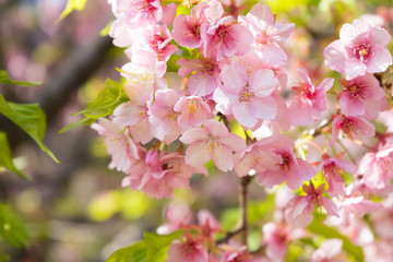 Kawazu cherry blossoms