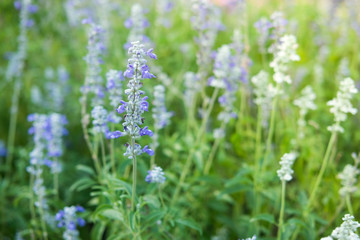 beautiful garden flowers, soft focus