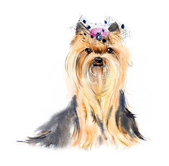 Dog with a hood. Yorkshire terrier. Pink bow and hair dress. Watercolor hand drawn illustration