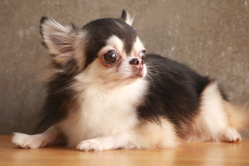 Fototapeta na wymiar Dog Chihuahua 