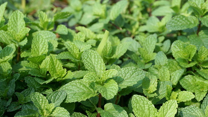 Pepper mint leaf close up background