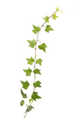 ivy leaves isolated on a white background