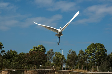White Egret on a lagoon