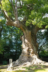 Fototapeta premium Large Camphor tree of Kawazu Kinomiya Shrine