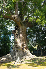 Fototapeta premium Large Camphor tree of Kawazu Kinomiya Shrine