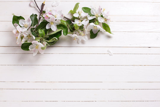 Background with tender apple blossom  on white wooden  planks.